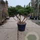 Pinus nigra Brepo 100-125 cm container piramide