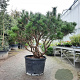 Pinus nigra Brepo 100-125 cm container piramide