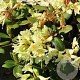 Rhododendron 'Shamrock' 30 cm 5,0L