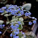 Brunnera macr. 'Jack Frost' GM P9