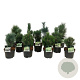 Mixlaag veredelde coniferen exclusief 30-40 cm 4,5L