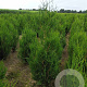 Thuja pl. 'Atrovirens' 120-140 cm met kluit