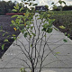 Amelanchier lamarckii 125-150 cm 15L