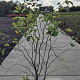 Amelanchier lamarckii 125-150 cm 15L