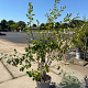 Amelanchier lamarckii 125-150 cm 15L