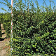 Osmanthus burkwoodii 175-200 cm draadkluit extra