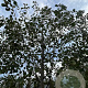 Alnus glutinosa 18-20 HO draadkluit
