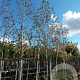Betula utilis 'Doorenbos' 18-20 HO draadkluit