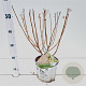 Hydrangea pan. Little Lime 30-40 cm 3,0L