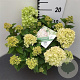 Hydrangea pan. Little Lime 30-40 cm 3,0L