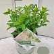 Hydrangea pan. Little Lime 30-40 cm 3,0L