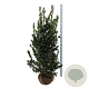 Ilex meserv. Heckenblau 150-175 cm met kluit extra