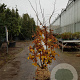Parrotia persica 200-250 cm draadkluit meerstammig
