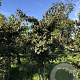 Parrotia persica 200-250 cm draadkluit meerstammig