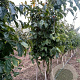 Parrotia persica 200-250 cm draadkluit meerstammig