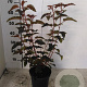 Physocarpus opulif. Lady in Red 40-50 cm 3,0L