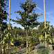 Ginkgo biloba 16-18 HO draadkluit