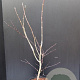 Acer pal. 'Atropurpureum' 80-100 cm 10L