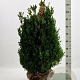 Buxus sempervirens 60-80 cm met kluit struik