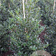 Ilex aq. 'Alaska' 100-125 cm met kluit