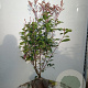 Photinia fraseri 'Red Robin' 125-150 cm met kluit
