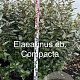 Elaeagnus ebb. 'Compacta' 125-150 cm met kluit