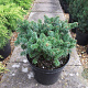 Abies bals. 'Piccolo' 15-20 cm