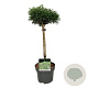 Cryptomeria j. 'Toad' 40 cm stam 4,5L