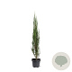 Juniperus s. 'Blue Arrow' 80-100 cm 5,0L
