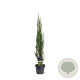 Juniperus s. 'Blue Arrow' 80-100 cm 5,0L