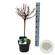 Larix kaempf. 'Grey Pearl' 40 cm stam 5,0L