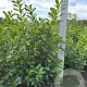 Prunus l. 'Novita' 125-150 cm met kluit