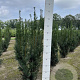 Taxus media 'Hicksii' 80-100 cm met kluit