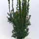 Taxus media 'Hicksii' 80-100 cm met kluit