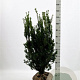Taxus media 'Hicksii' 80-100 cm met kluit