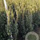 Taxus media 'Hicksii' 140-160 cm met kluit extra