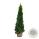 Thuja occ. 'Smaragd' 180-200 cm met kluit extra