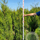 Thuja pl. 'Atrovirens' 160-180 cm met kluit