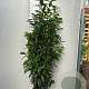 Prunus l. Genolia 125-150 cm met kluit
