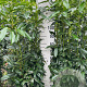 Prunus l. Genolia 125-150 cm met kluit