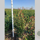 Photinia fraseri 'Red Robin' 100-120 cm met kluit