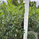 Prunus l. 'Caucasica' 100-120 cm met kluit