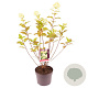 Hydrangea pan. 'Limelight' 30-35 cm 2,0L