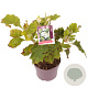 Hydrangea querc. 'Alice' 30-35 cm 3,0L