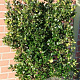 Ilex meserv. 'Blue Prince' 100-120 cm met kluit
