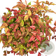 Nandina d. 'Firepower' 20-30 cm 2,5L