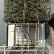 Quercus ilex 10-12 HO container 170 cm stam lei 125x150