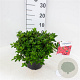 Rhododendron (AJ) 'Arabesk' 25-30 cm 4,0L