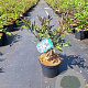 Sambucus nigra Black Beauty 30-40 cm 3,0L