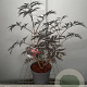 Sambucus nigra Black Lace 30-40 cm 3,0L